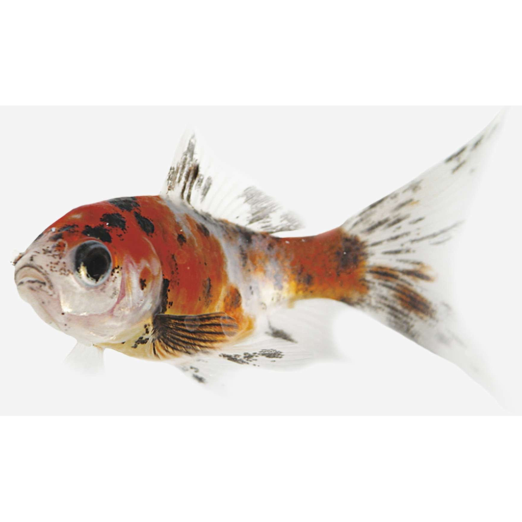 SHUBUNKIN (Carassius auratus)