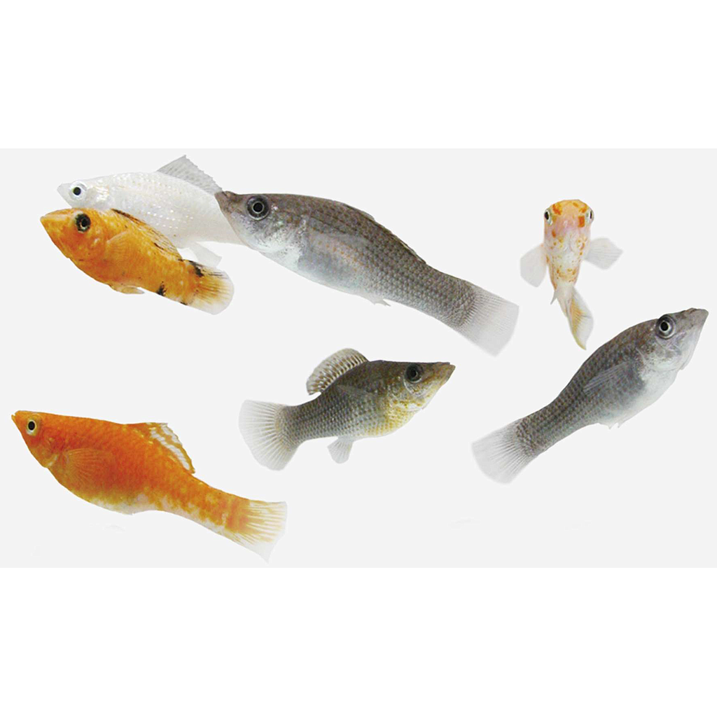 MOLLY Surtido (Poecilia latipinna)