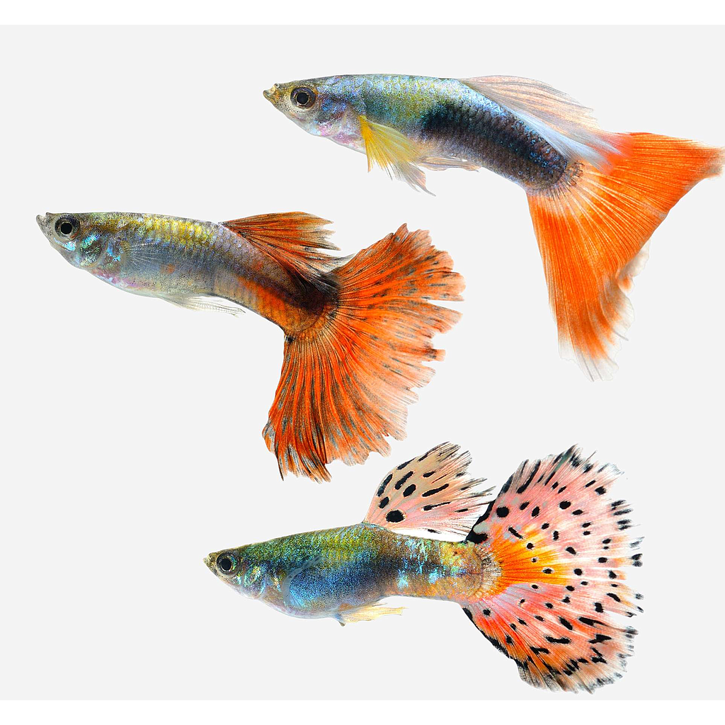 Guppy Macho Surtido (Poecilia reticulata)