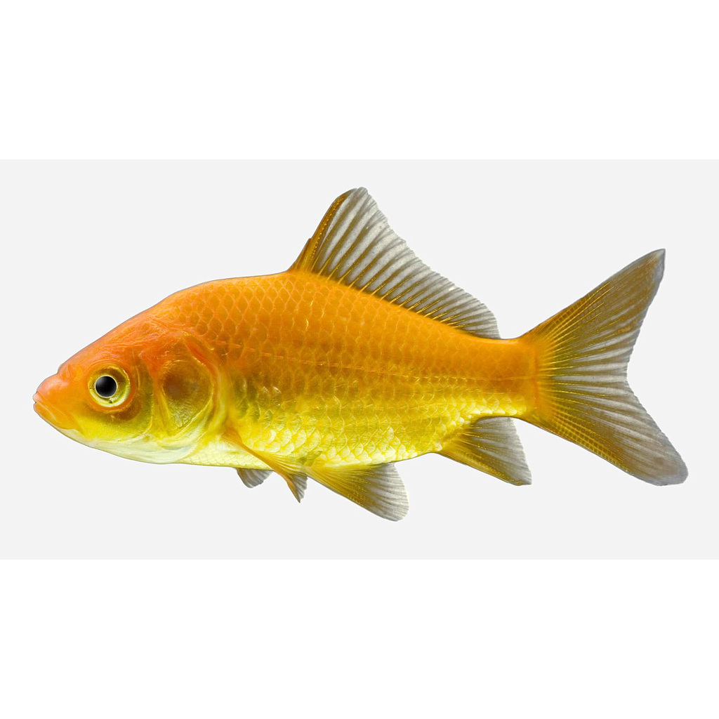 COMETA AMARILLO (Carassius auratus)