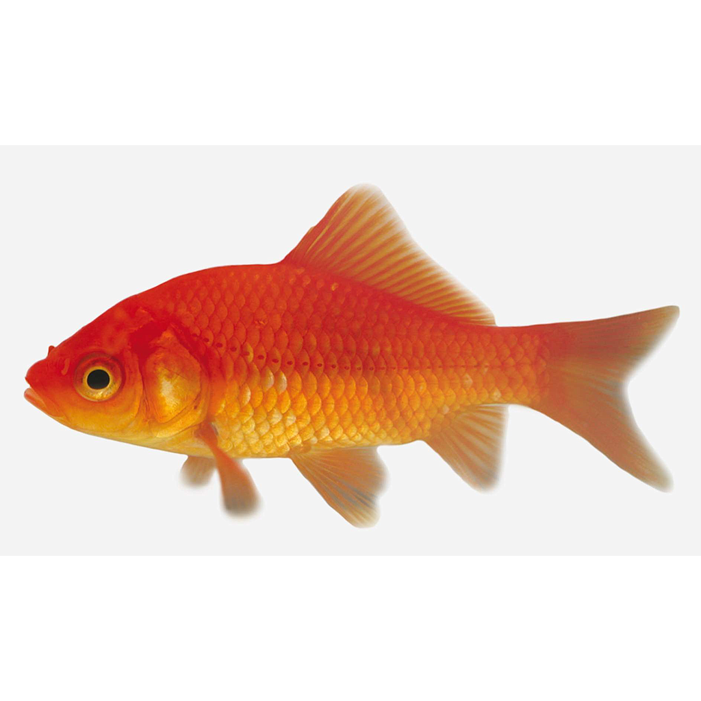 COMETA ROJO (Carassius auratus)